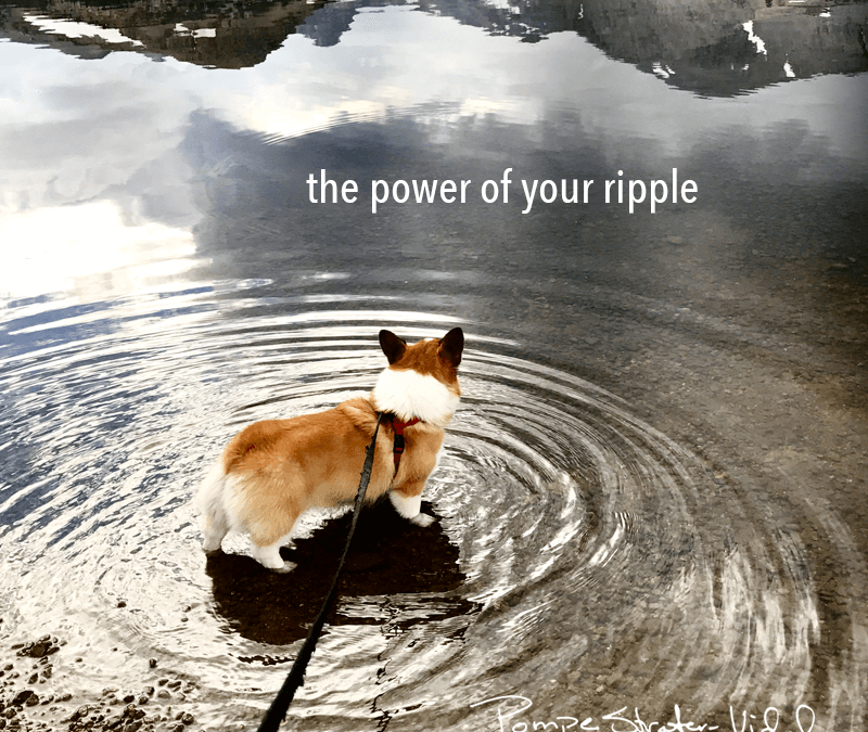 the power of your ripple